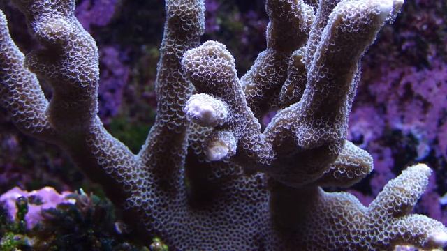 Red Sea Max 250 Part2 ( Corals In My Tank )