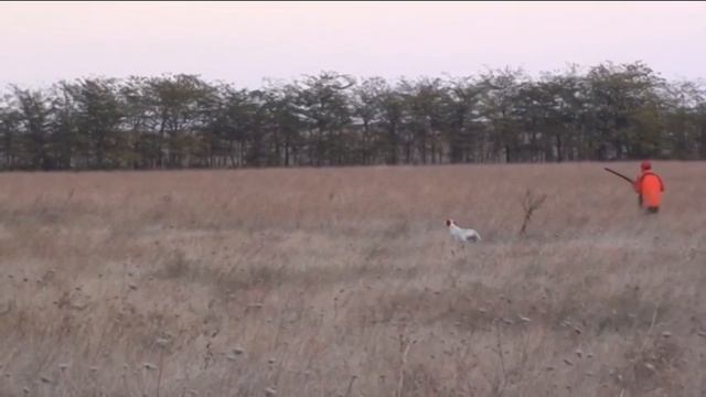 POINTER-SETTER  KAMHUNTING