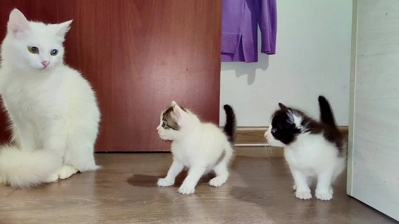 Мама-кошка зовет своих котят идти с ней. Часть 2. Котята мяукают. Кошачье семя. смотреть онлайн