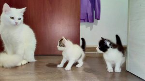 Мама-кошка зовет своих котят идти с ней. Часть 2. Котята мяукают. Кошачье семя.