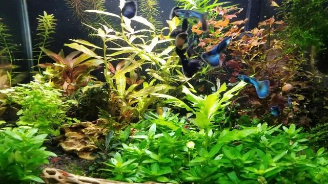 Blue moscow guppies in Dennerle scapers tank. смотреть онлайн