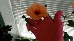 ГИБИСКУС китайский КАРЛИКОВЫЙ, Китайская роза (Hibiscus rosa-sinensis)