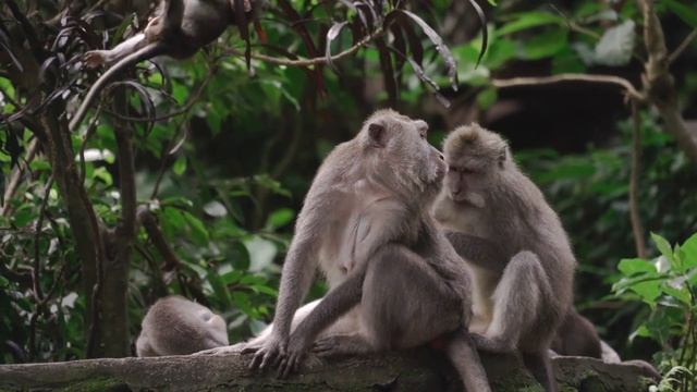 Monkey love .Monkey Business: Hilarious Hijinks and Bananas Shenanigans! смотреть онлайн