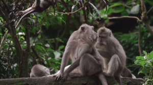 Monkey love .Monkey Business: Hilarious Hijinks and Bananas Shenanigans!