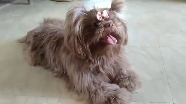 PLAYING WIth  AMARRA /#shihtzu #cuteanimals