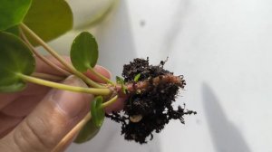 Как вырастить гиганта. Пилея пеперомиевидная. Размножение