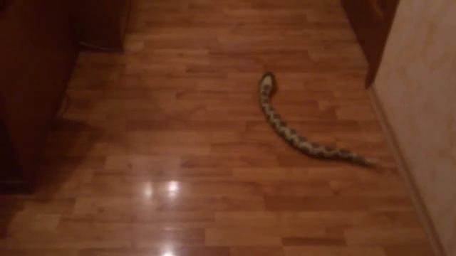 Змеи смотреть онлайн