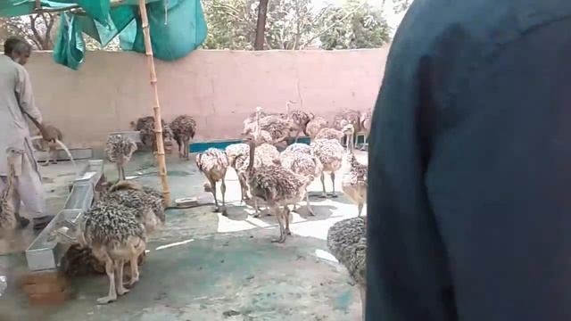 Ostrich farming going to 3 moth weight 20 kg.....to....30 kg смотреть онлайн