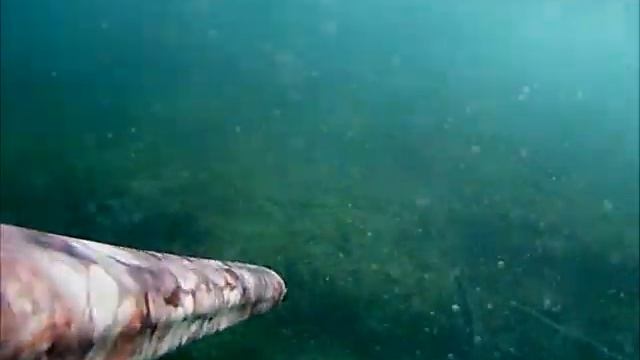 SERRA 2,5 KG E BARRACUDA 11 GIUGNO смотреть онлайн