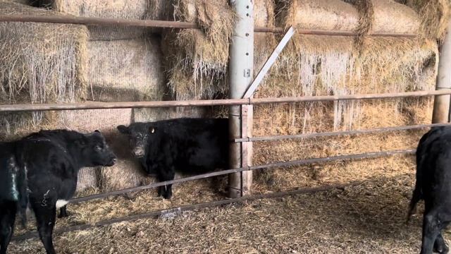 Ранчо на Урале. Перегнали табун лошадей в хозяйство/ Мороз жгёт но работать надо/ Будни фермера смотреть онлайн