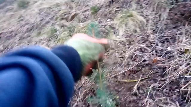 Посадка ялин сосни модрини смотреть онлайн