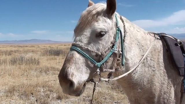 Монголия.От Гоби до Тывы смотреть онлайн