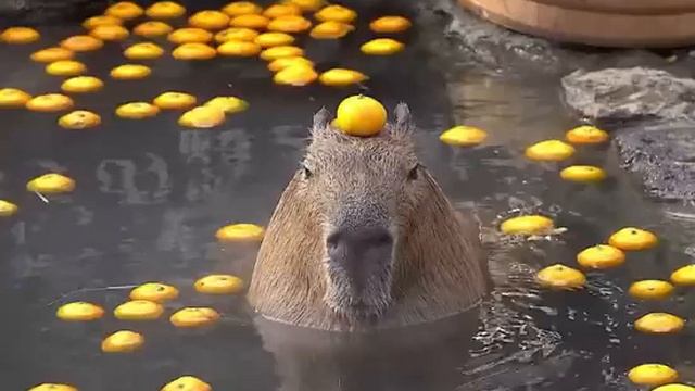 Песня Капибара 1 час смотреть онлайн