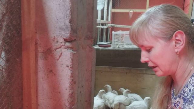 бройлерам 32 дня, взвешиваю, прибавка в весе небольшая😔 смотреть онлайн