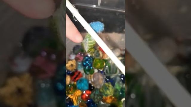 Невероятно!! Куколка бабочки психует)))), когда ее трогаешь смотреть онлайн