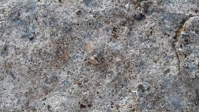 141 . Краб совсем кроха. KatrinaFt смотреть онлайн