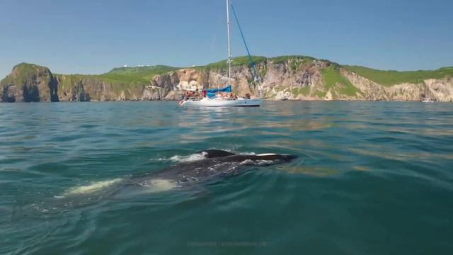 Whales sound - blue whale, humpback whale, sperm whale, killer whale orcas, dolphin, beluga смотреть онлайн
