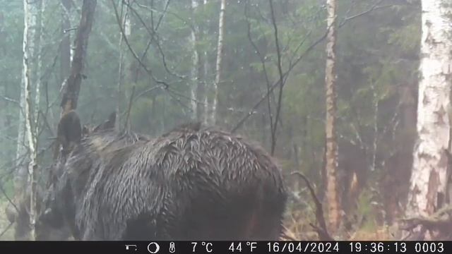 Весенние Лоси Березовский район. смотреть онлайн