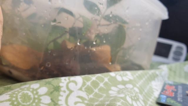 Chameleon drinking water | Хамелеон пьёт воду смотреть онлайн