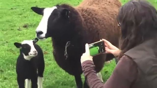 Позирует на телефон 🐑 🤣 смотреть онлайн