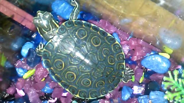 Tortuga. Mapa en zona seca смотреть онлайн