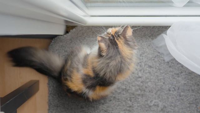 A Cats Guide to a Humans World смотреть онлайн
