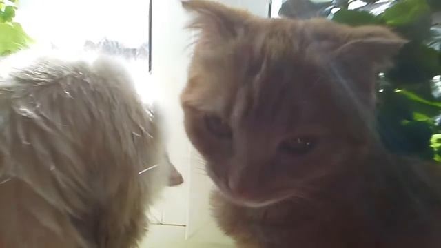 ЦВЕТОЧКИ ВСТРЕЧАЮТ ВЕСНУ И ЛОВЯТ МУХ))) смотреть онлайн