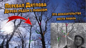 Дерево-вилка рядом с лабазом группы Дятлова это доказательство места лабаза. Экспа март 2023