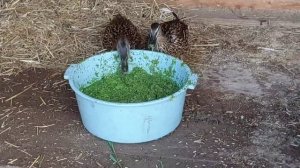 Ряски для уток