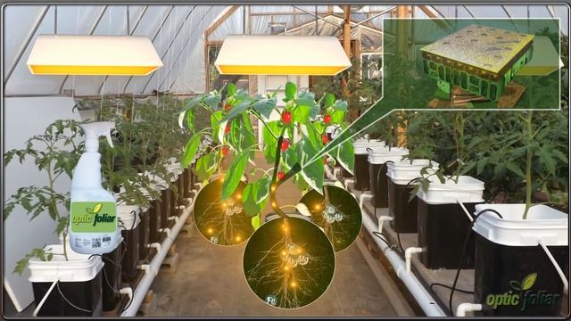 Optic Foliar Watts & Rev смотреть онлайн