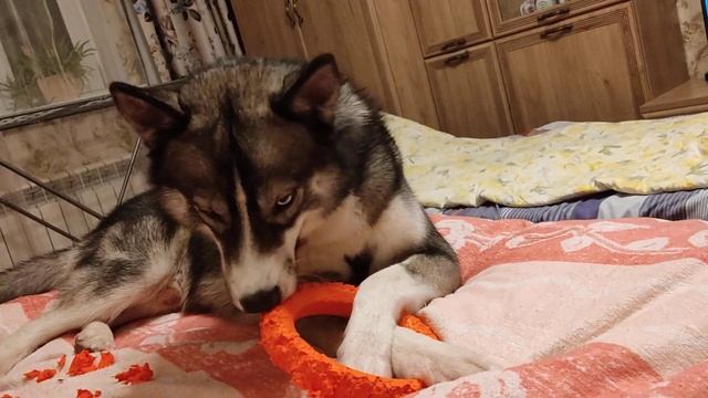 Колечко, колечко, кольцо... смотреть онлайн