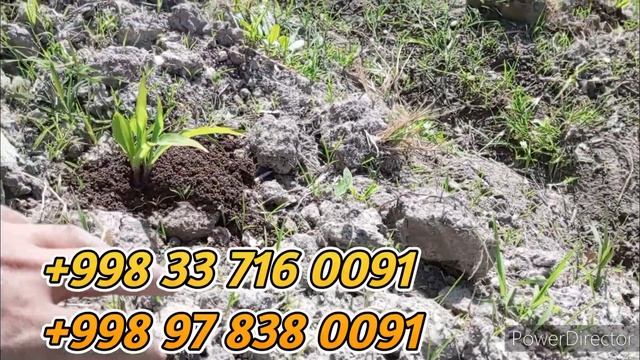 Makkajo'xori urug'lari tabiiy arganika biogumus natijalari boʻyicha xulosa kuzatib boramiz смотреть онлайн