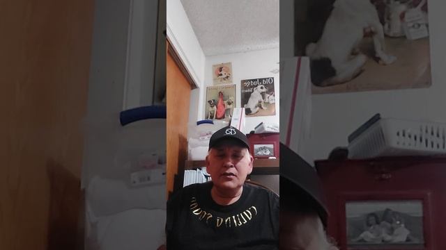 Pit Bull or Pet Bull? смотреть онлайн