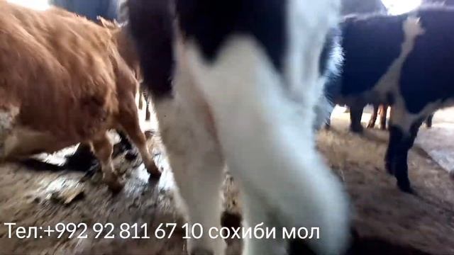Гуночини фуруши аз ш.Истаравшан смотреть онлайн