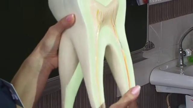 Зубр — детям: лекция о том, как беречь зубы с молоду смотреть онлайн