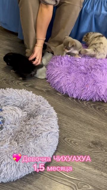 Лиловая ЧИХУАХУА #купитьщенка #щенок #puppy #chihuahua #щенкичихуахуа #чихуахуа смотреть онлайн