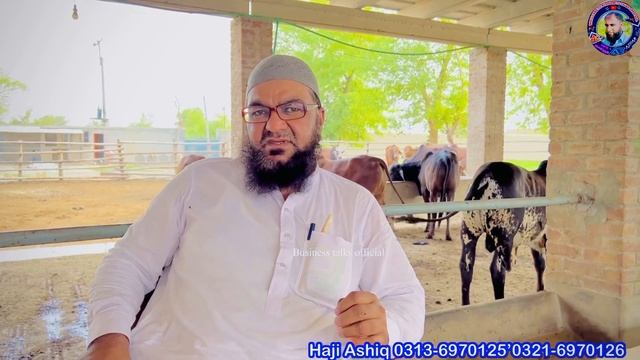 60 Days Sahiwal Calf Farming Parofit To 21 Lakh Rupees in Pakistan смотреть онлайн