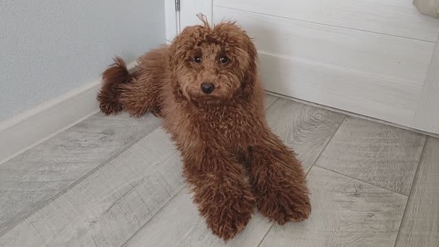 Молодой карликовый пудель Барни сильно оброс шерстью. Как приучить пуделя к стрижке. 21032024.