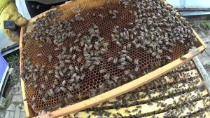 Установка второго корпуса важнейшая работа на пасеке/