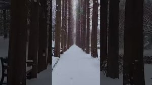 흰눈 쌓인 메타세과이어 길  SEOUL FOREST SOWFALL.