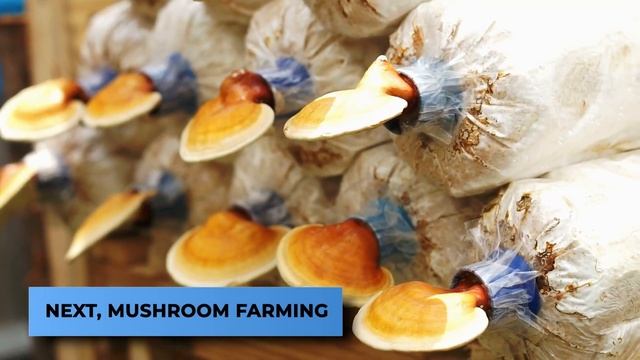 The Most PROFITABLE Agriculture Business Ideas.. смотреть онлайн