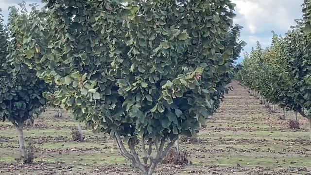 Сад Фундука