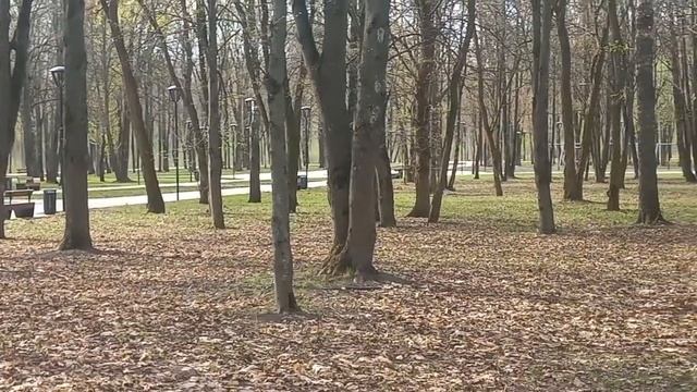 13.04.2024 г Парк Победы/ Пьём кофе/Белки в парке/ Красивое место нашего города смотреть онлайн