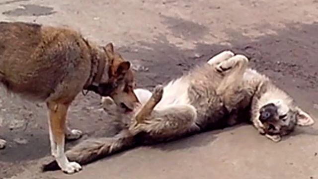 Собачья любовь. смотреть онлайн