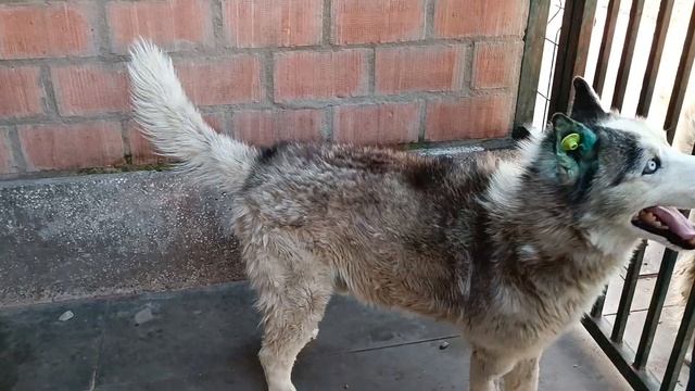 Тбилиси 🇬🇪 Грузия Приют Тамаза Элизбарашвили 🐕💌🍀🙏