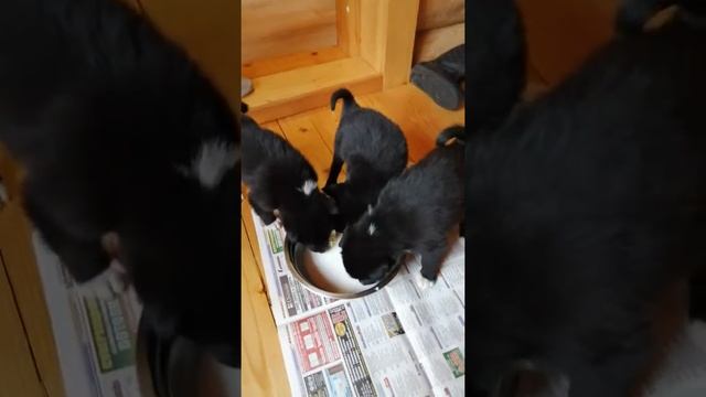 Щенки пьют молоко🐶😊 смотреть онлайн