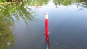 ЛЕСНЫЕ КАРАСИ УТАСКИВАЮТ ПОПЛАВОК. РЫБАЛКА НА КАРАСЯ В ИЮНЕ.