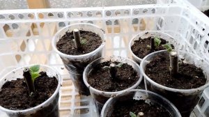 Размножение Павлонии корневыми черенками и путем нарезки чебуков из верхней части саженца!!!!