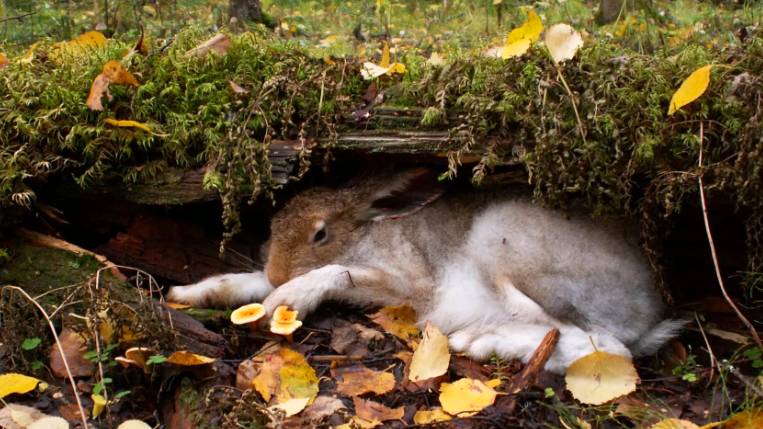 СЕЗОН ОХОТЫ НА ЗАЙЦА .Русская гончая Лайма ВПКОС 6936/24 вл. Шатров В.А.#охотасгончей#топ#hunting смотреть онлайн