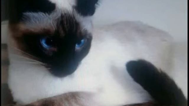 Рассказ об Сиамской кошке.